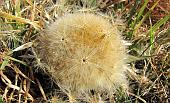 08 Stelle di Carlina